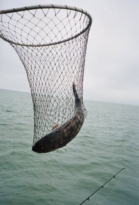 A Tautog at the Net! 019_19.jpg