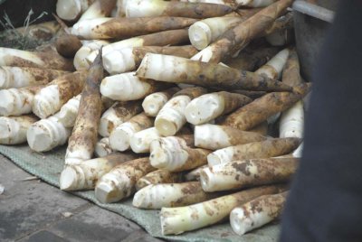 Bamboo Shoots 筍 5991.jpg