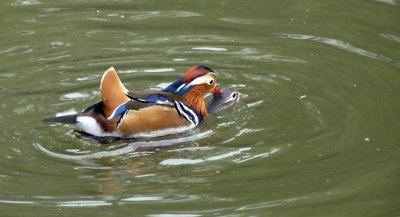 Ducks Mating 6082.jpg
