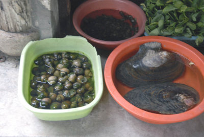 Freshwater Snails and Clams 6138.jpg