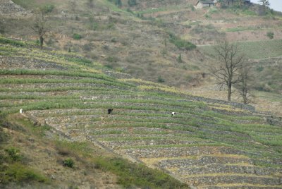 Terrace Farming 6830.jpg
