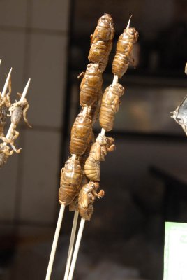 Cicada Sticks 7897.jpg