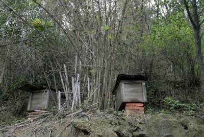 Apiary 7973.jpg