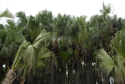 Xinhui Palm Forests for Palm Fans 8149.jpg