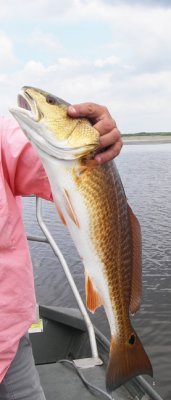 Redfish 396