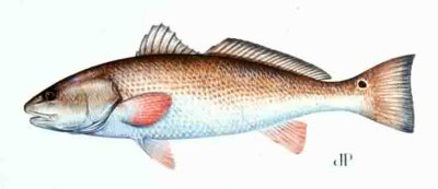 redfish1