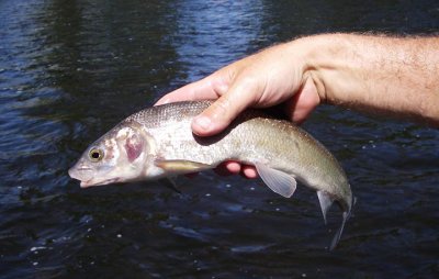 Rocky Mountain Whitefish - very few places where you could fly fish for one of these! 2010.jpg