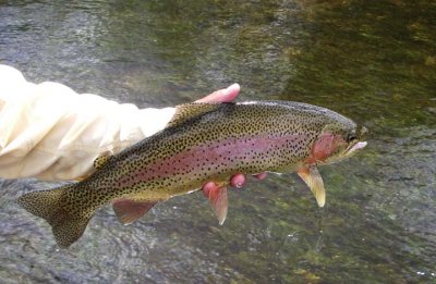 Healthy Wild Rainbow 2062.jpg