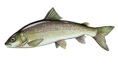 Mountain Whitefish - one of Montana's Indigenous Species.jpg