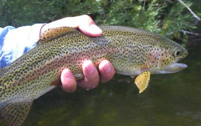 Big Hole River Rainbow Trout 041.jpg