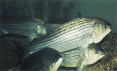 striped_bass.jpg