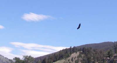 Bald Eagle in Flight 506.jpg