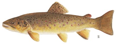 brown_trout.jpg