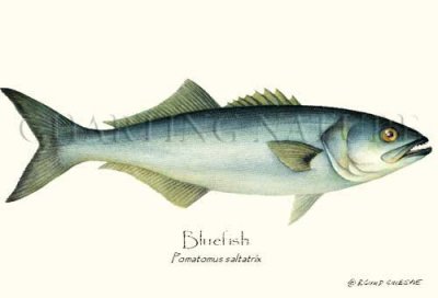 bluefish.jpg