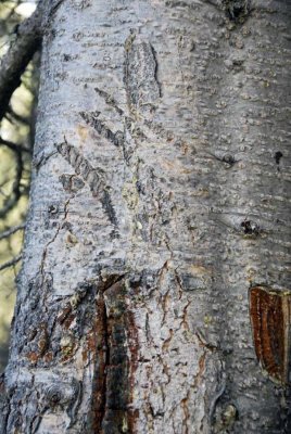 Bear Marks on the Bark 9322.jpg