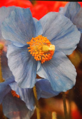 Blue Poppy 9812.jpg