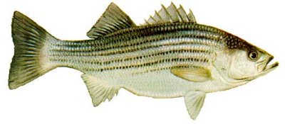 LBF_Striped_Bass.jpg