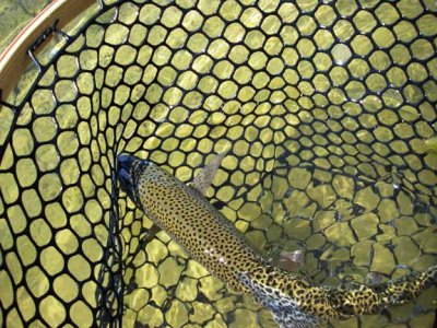 Nice Brown in the Net 2393.jpg