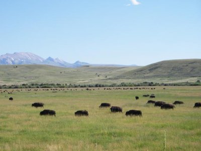 Buffalo Herd 2406.jpg