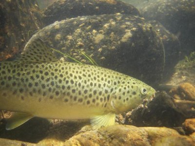 Underwater Release of Brownie 2472.jpg