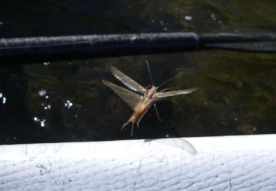Huge 2.5 inch Salmonfly (Stonefly) takes flight (P. californica) 2479.jpg