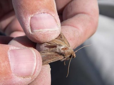 Spruce Moth, a big hatch on the Madison 2480.jpg