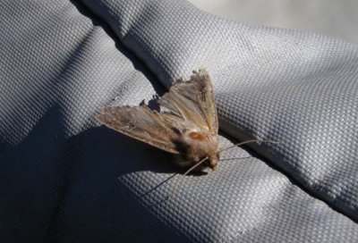 Spruce Moth, a nice hatch on the Madison River 2481.jpg