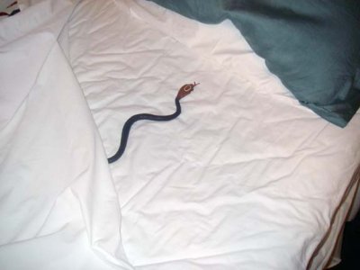 Dave: This snake bit me in my *ss!!  096.jpg