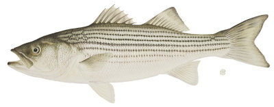 striped_trout.jpg