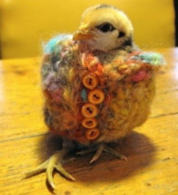 Chick Knit.JPG