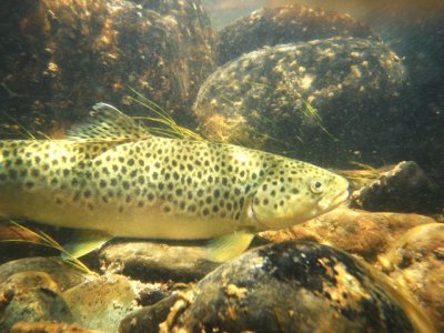 Brown Trout Underwater - see the caddis larvae cases on the rocks 0022.jpg
