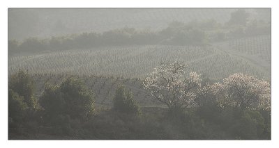 Perpignan valley :: wine route