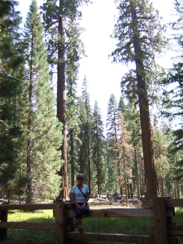 Sequoia - Resting on the path2.jpg