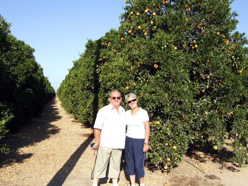 Visalia - Orange Grove.jpg
