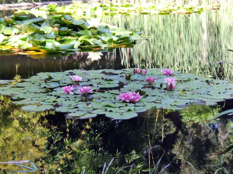 Huntington Gardens.jpg