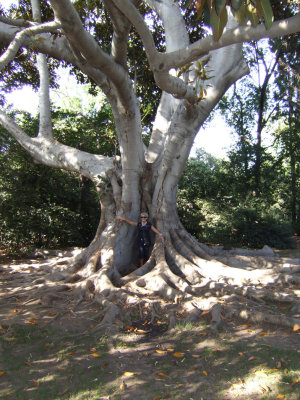 Maryse in a tree at Cerritos Ranch.jpg