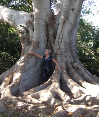 Maryse in a tree at Cerritos Ranch2.jpg