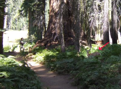 Sequoia - A Deer on the path.jpg