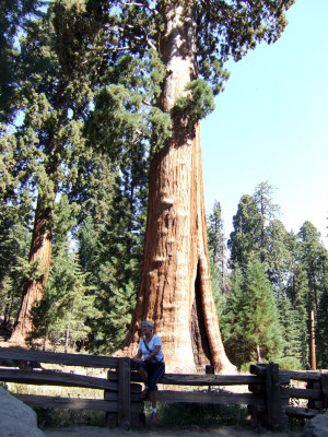 Sequoia - Resting on the path.jpg