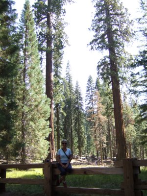 Sequoia - Resting on the path2.jpg