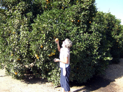 Visalia - Orange Grove - Maryse is hungry!.jpg