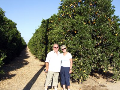 Visalia - Orange Grove.jpg