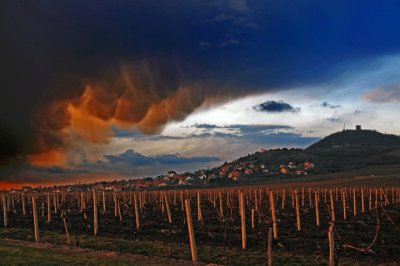 Vrsac vineyards