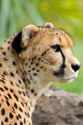 Chetah National Zoo Washington D.C.