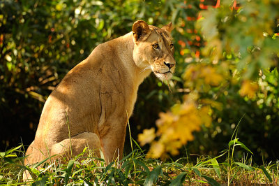 Mama Lion National Zoo Washington D.C.
