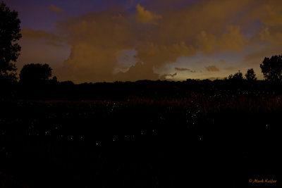 Fireflies Across the Prairie