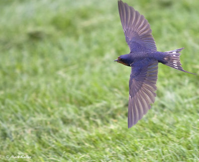 Swallow in Flight