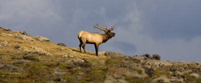 Bugling Bull on Trail Ridge