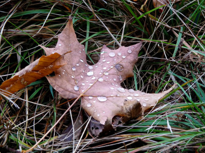 Dew drops