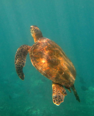 Maui 2009